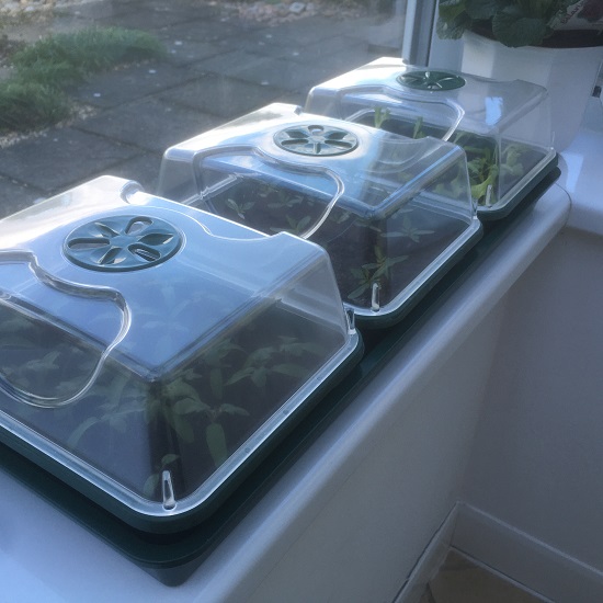 3 Tray Windowsill Propagator Set - Unheated